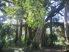 The banyan tree planted in 1936