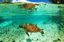 The wonderful turtles of Le Méridien Bora Bora
