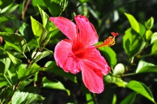 The Hibiscus or Rose of Sharon of Tahiti & Her Islands