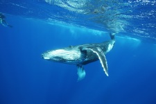 Le passage des baleines dans en Polynésie