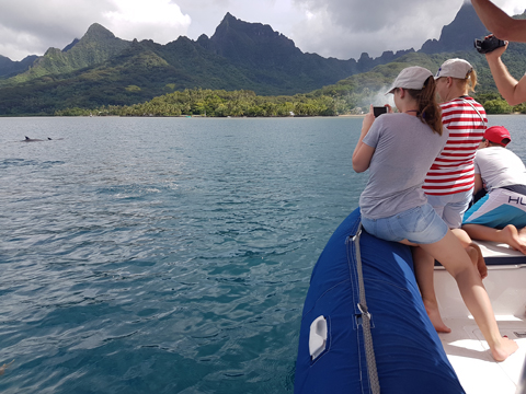 Meeting with the spinner dolphins in Moorea